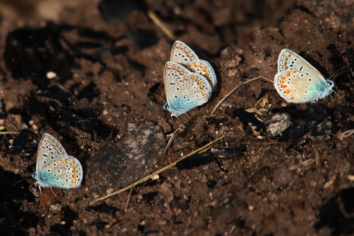 Common Blue - ML639499184