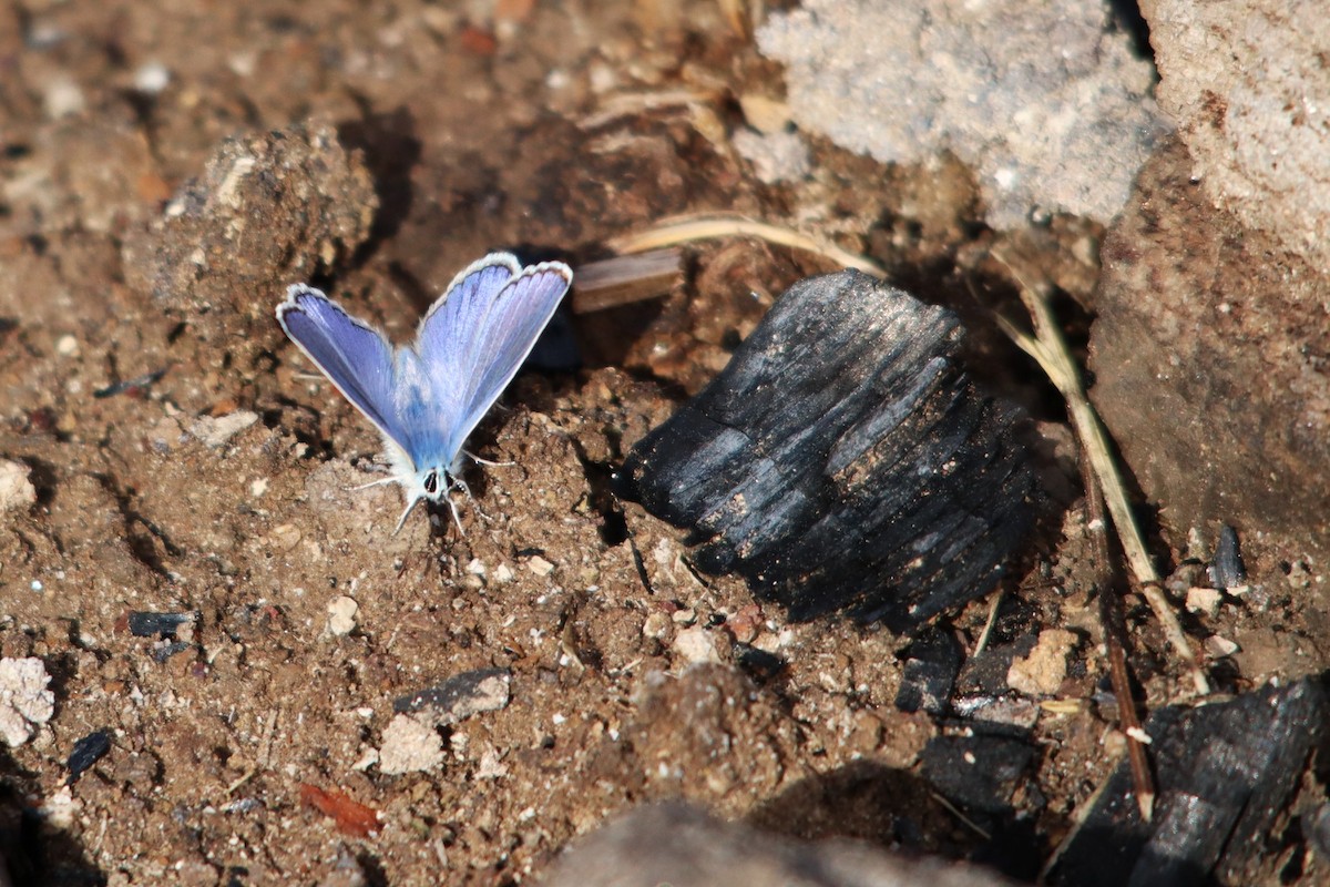 Common Blue - ML639499185