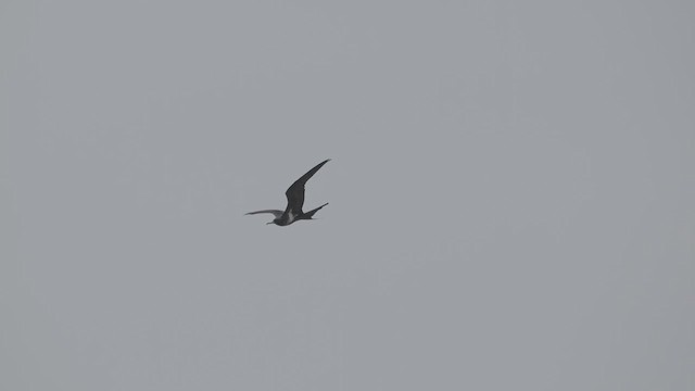 Lesser Frigatebird - ML639499199