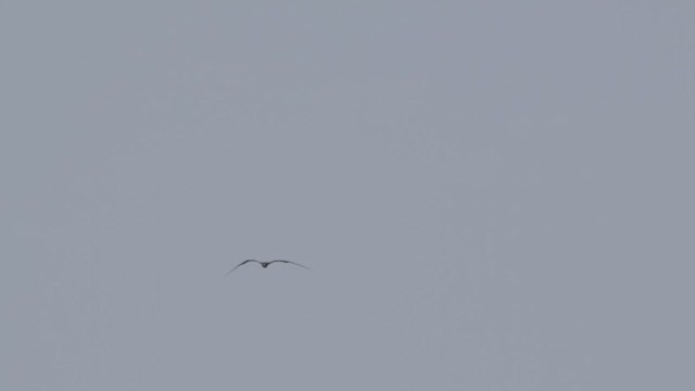 Lesser Frigatebird - ML639499200