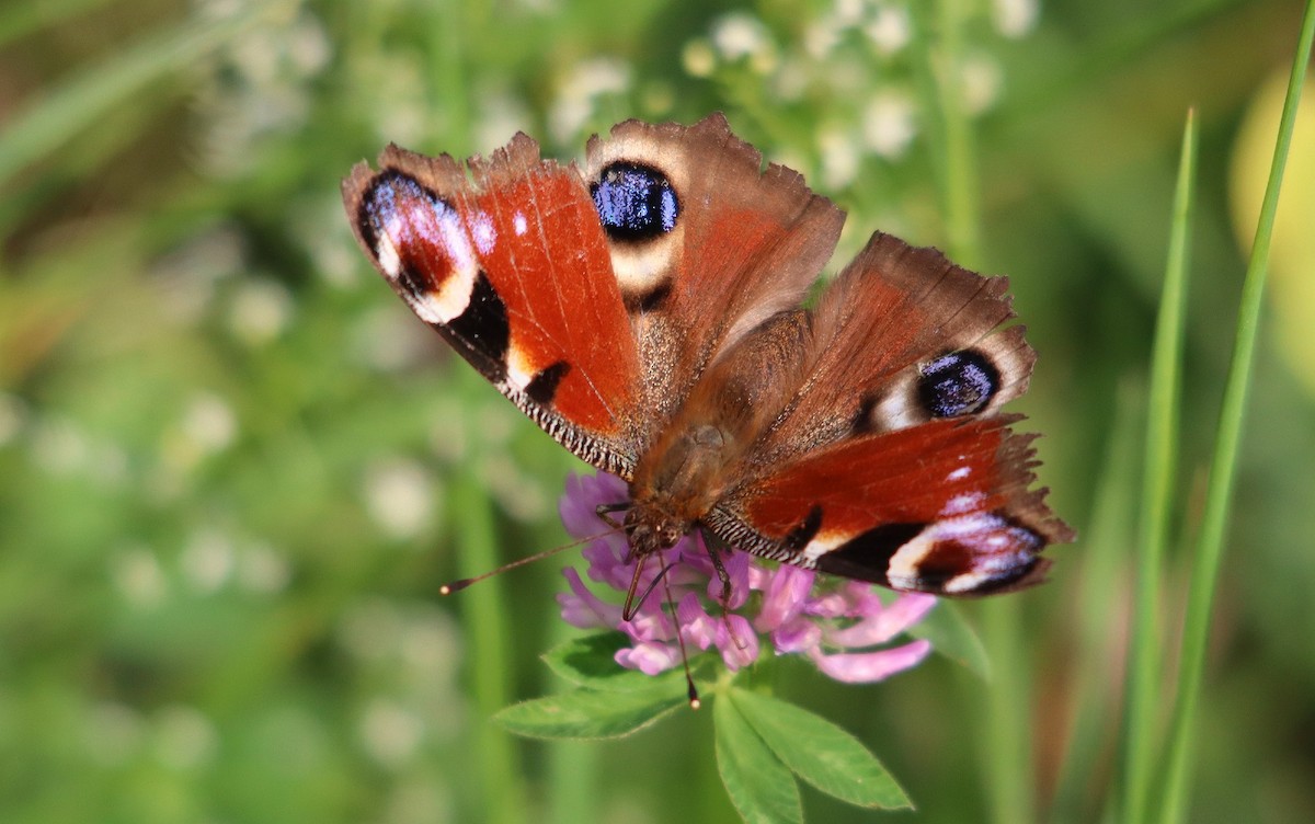 孔雀蛺蝶 - ML639499214