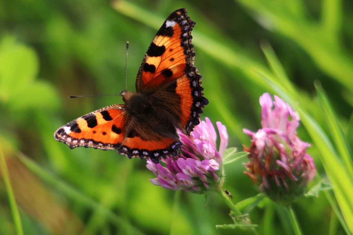 Small Tortoiseshell - ML639499215