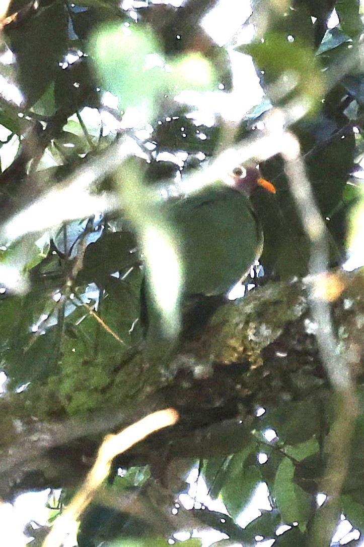 Jambu Fruit-Dove - ML639499243