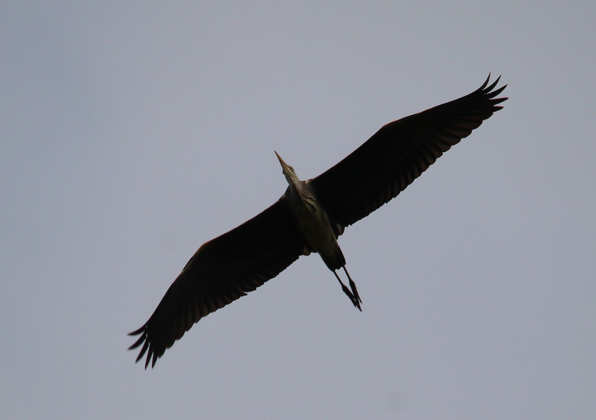 蒼鷺 - ML639499270