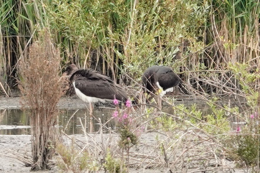 Black Stork - ML639499295