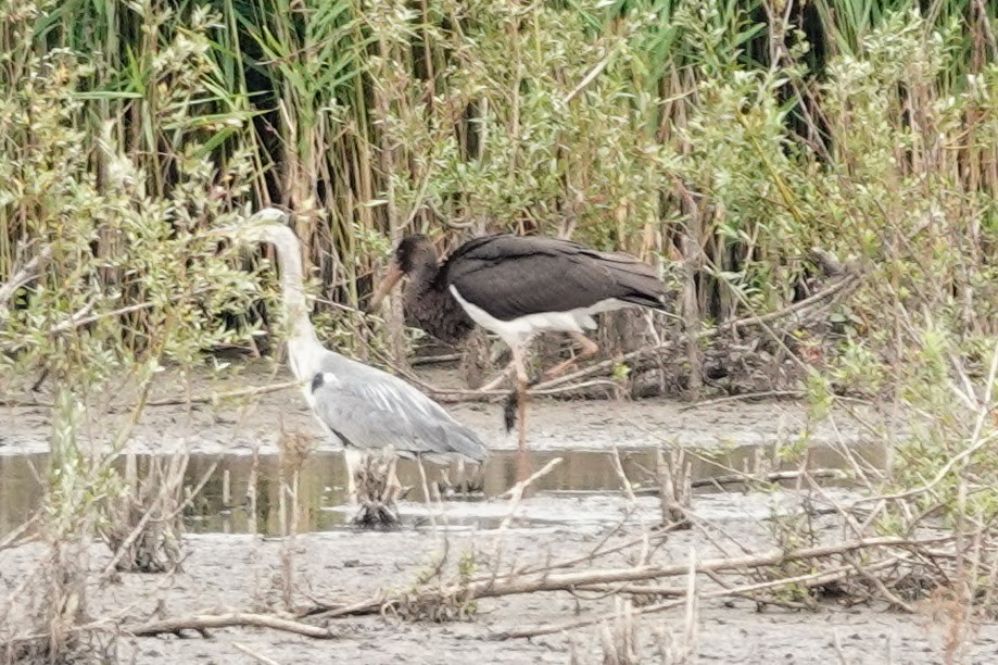 Black Stork - ML639499296