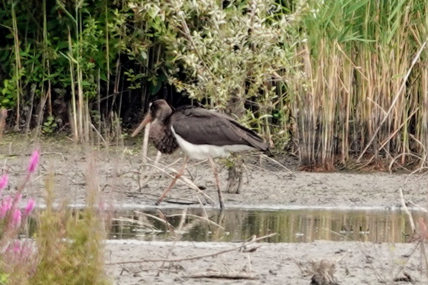 Black Stork - ML639499297