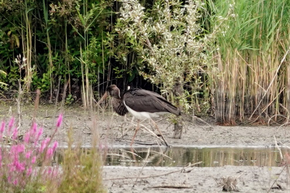 Black Stork - ML639499298