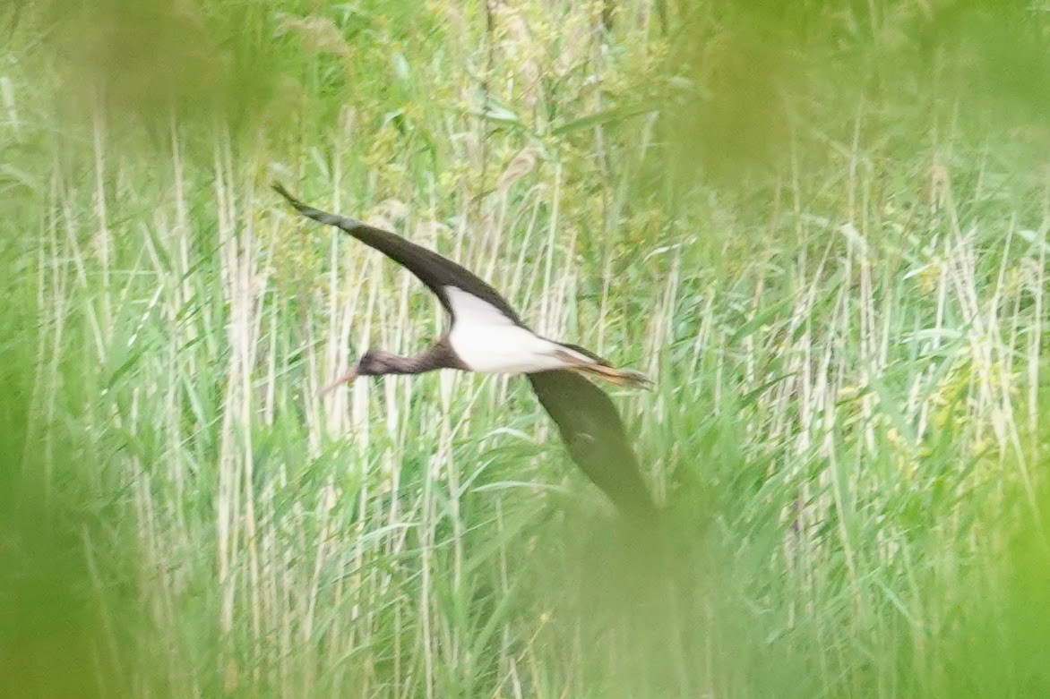 Black Stork - ML639499299