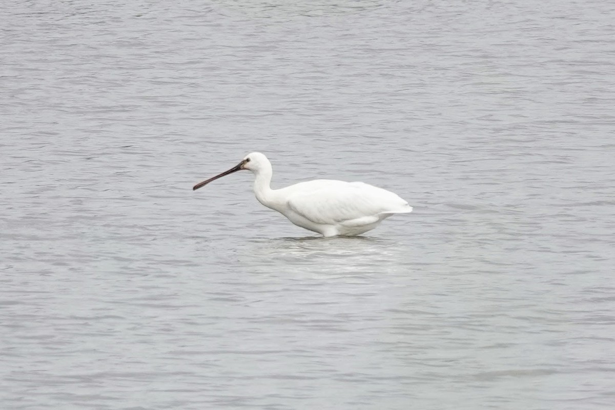 Eurasian Spoonbill - ML639499301