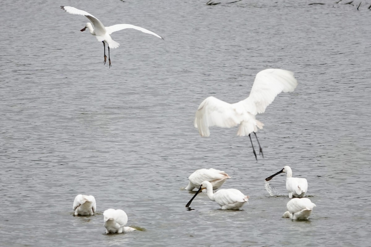 Eurasian Spoonbill - ML639499302