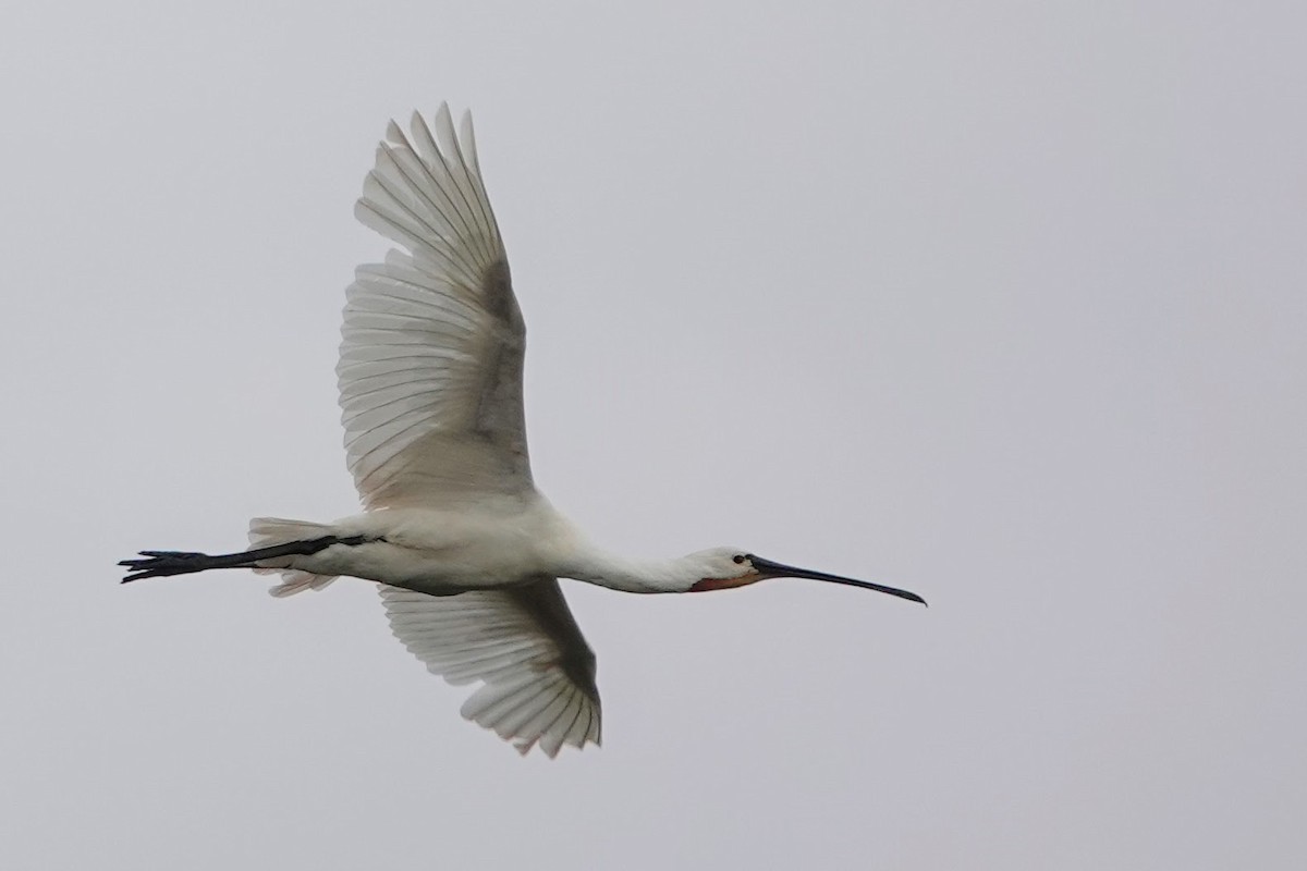 Eurasian Spoonbill - ML639499303