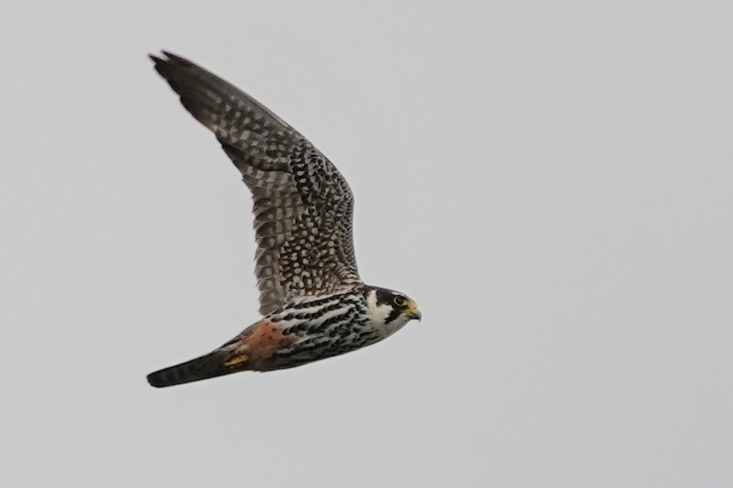 Eurasian Hobby - ML639499304