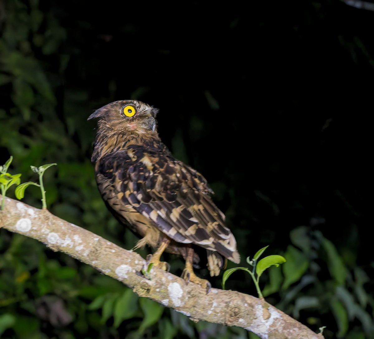 Buffy Fish-Owl - ML639499594