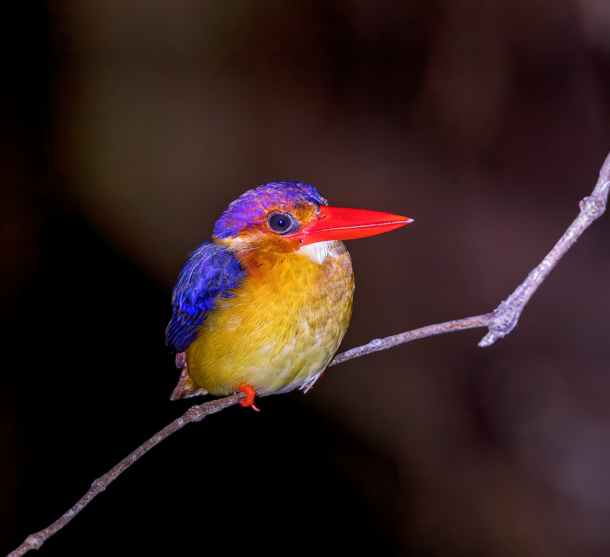 Rufous-backed Dwarf-Kingfisher - ML639499598