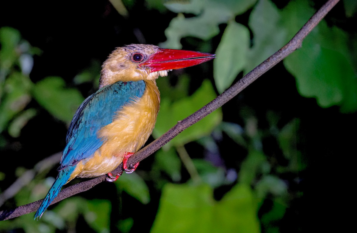 Stork-billed Kingfisher - ML639499600
