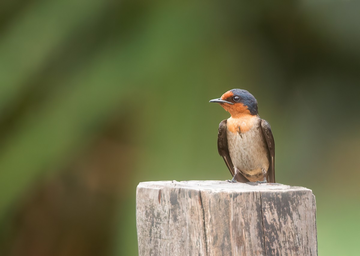 洋燕 - ML639499606