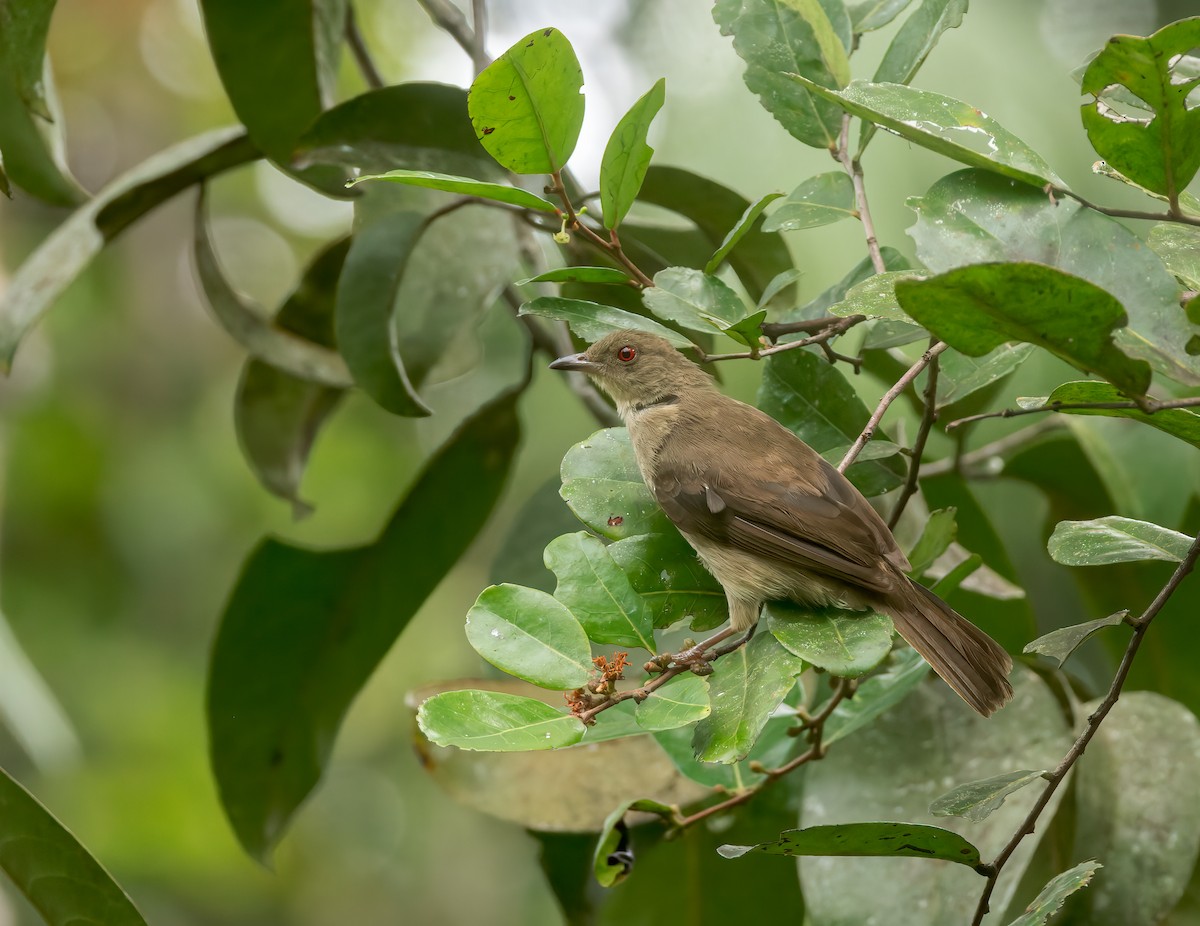 Red-eyed Bulbul - ML639499610