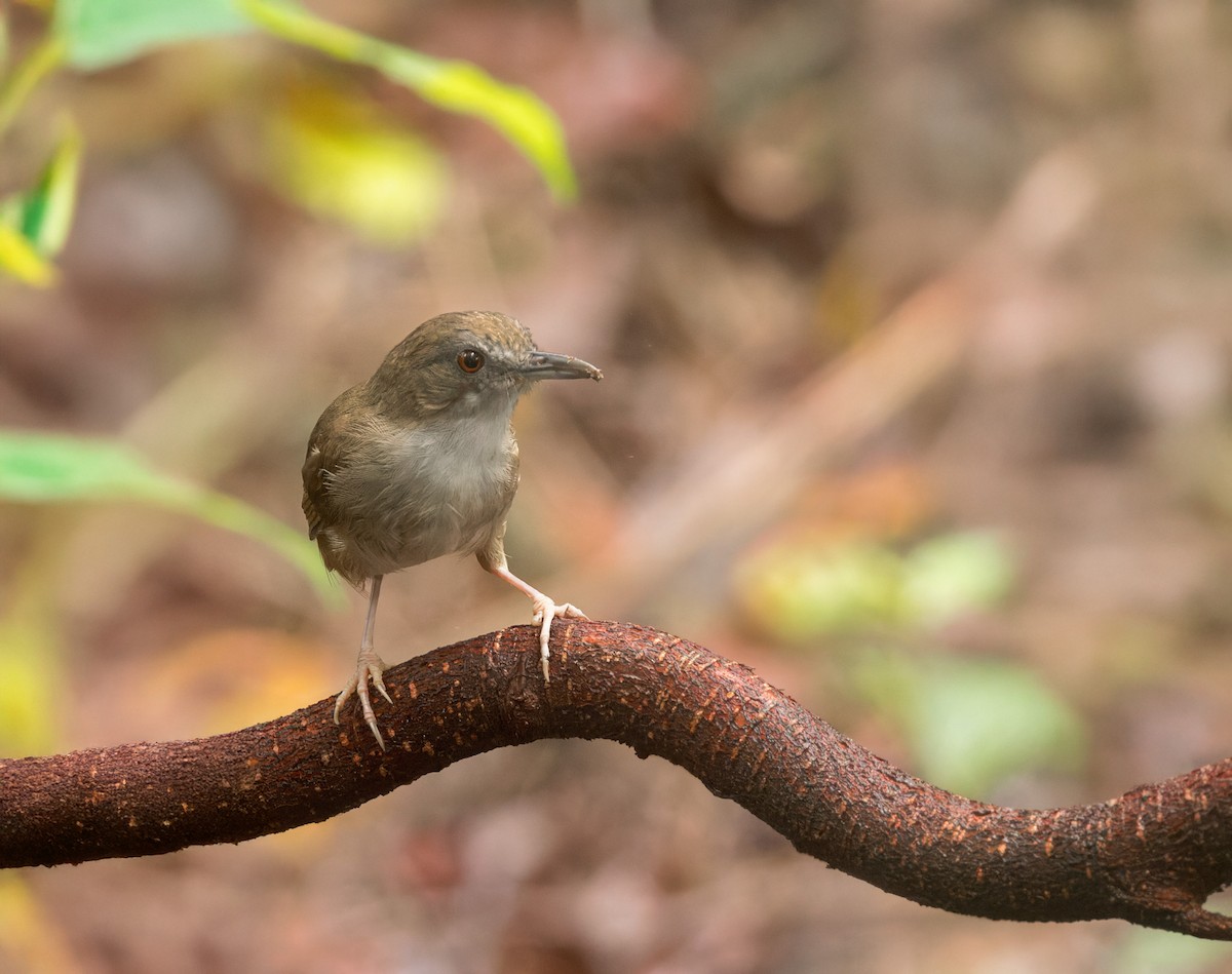Horsfield's Babbler - ML639499611