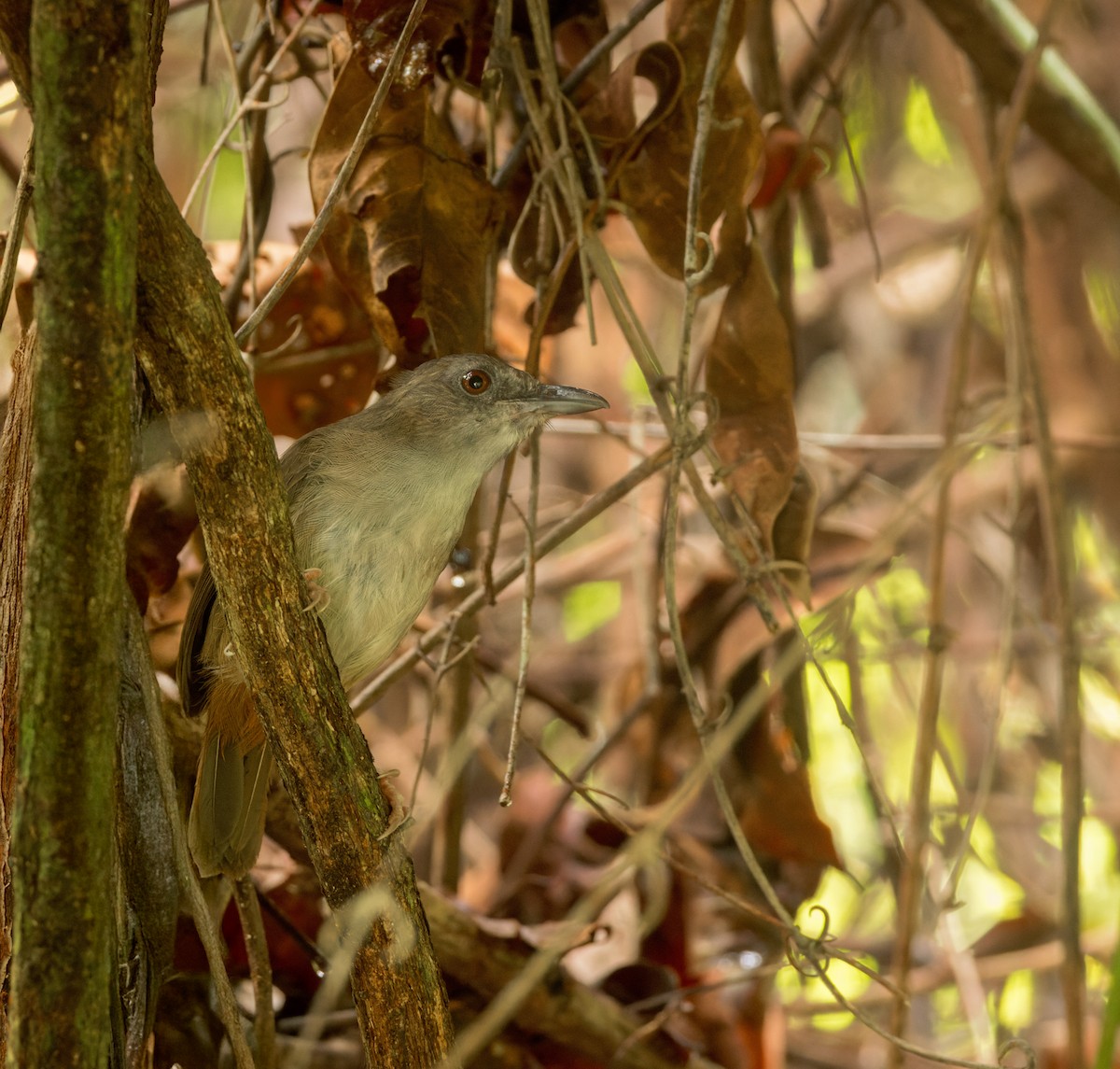 Horsfield's Babbler - ML639499612