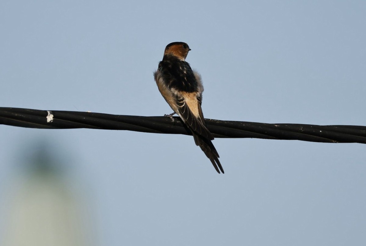 European Red-rumped Swallow - ML639499615