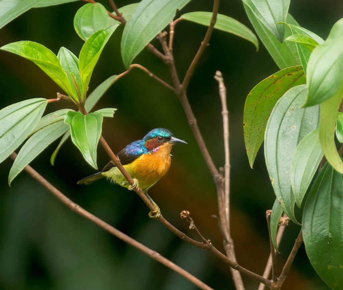 Ruby-cheeked Sunbird - ML639499617