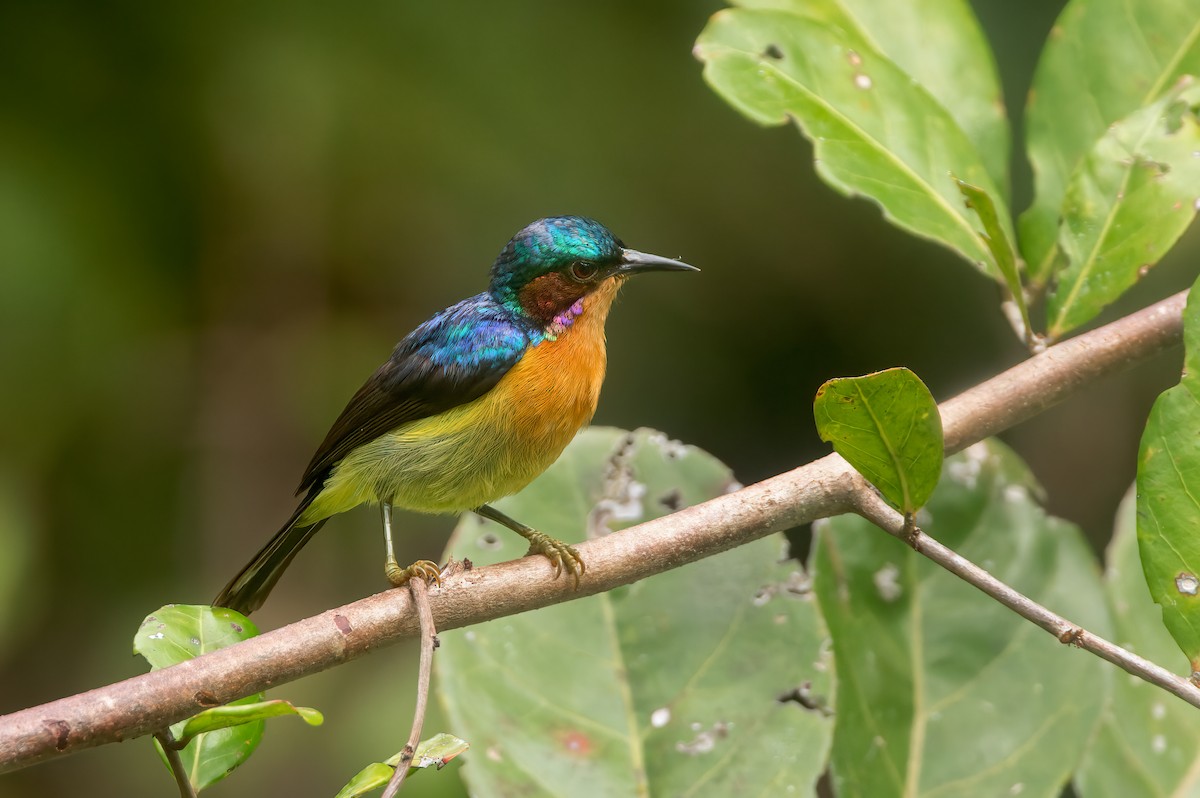 Ruby-cheeked Sunbird - ML639499618