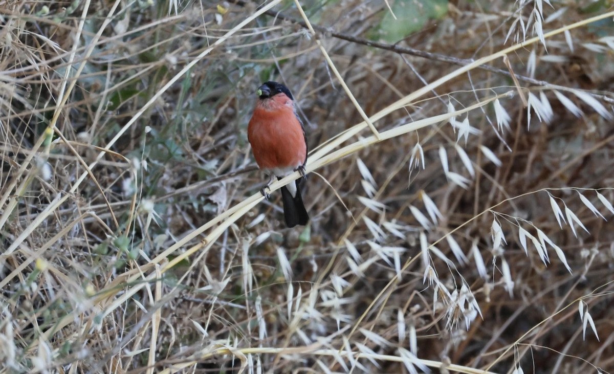 Eurasian Bullfinch - ML639499634