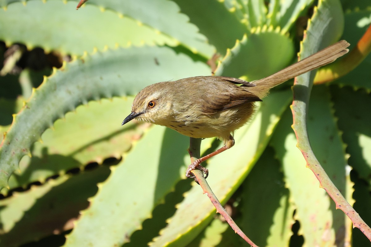 Drakensberg Prinia - ML639499644