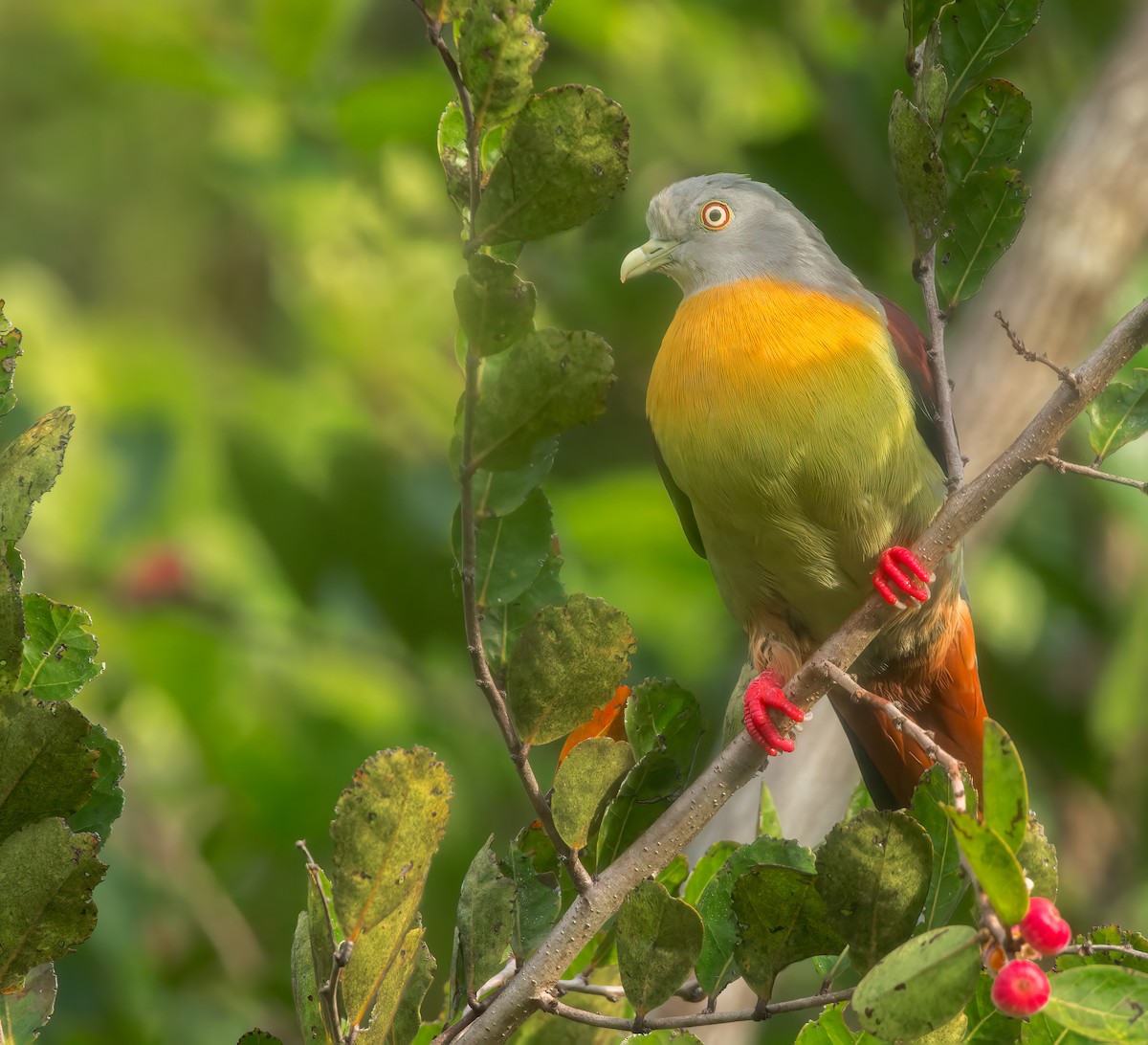 Little Green-Pigeon - ML639499682