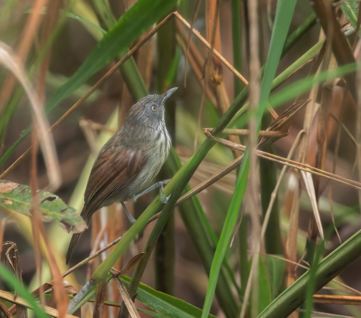 Bold-striped Tit-Babbler - ML639499691