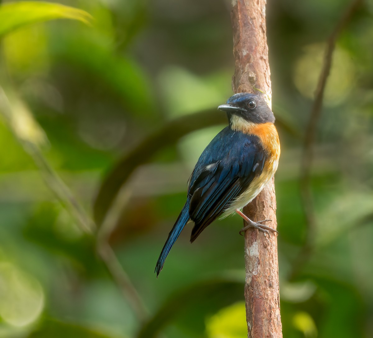 Mangrove Blue Flycatcher - ML639499692