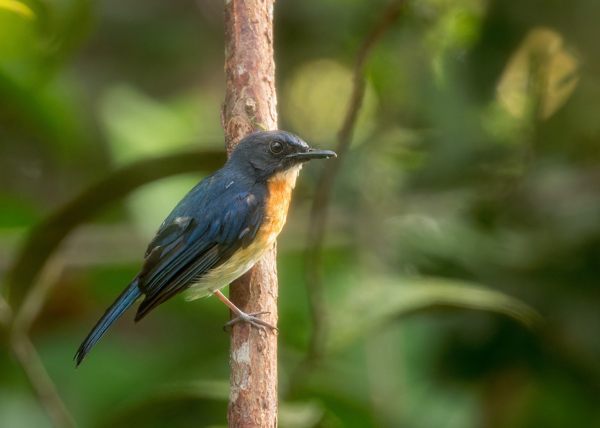 Mangrove Blue Flycatcher - ML639499693