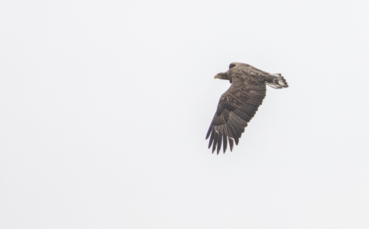 白尾海鵰 - ML639499698