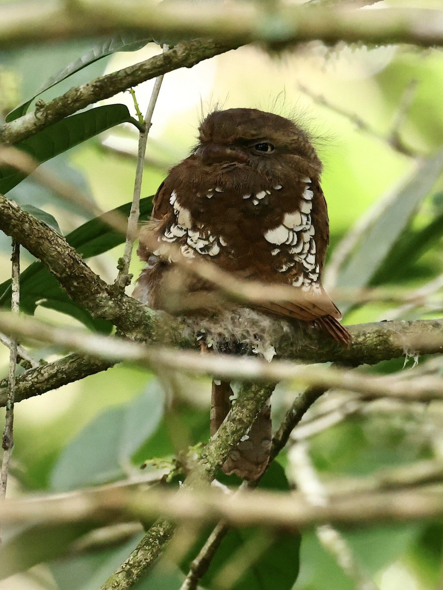 Bornean Frogmouth - ML639499740