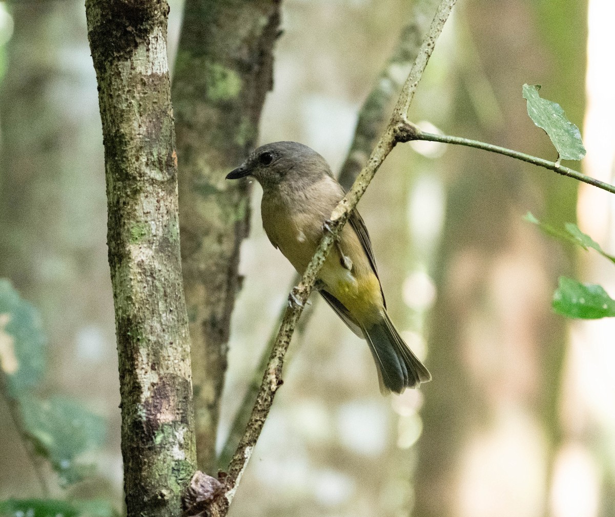 Golden Whistler - ML639499742