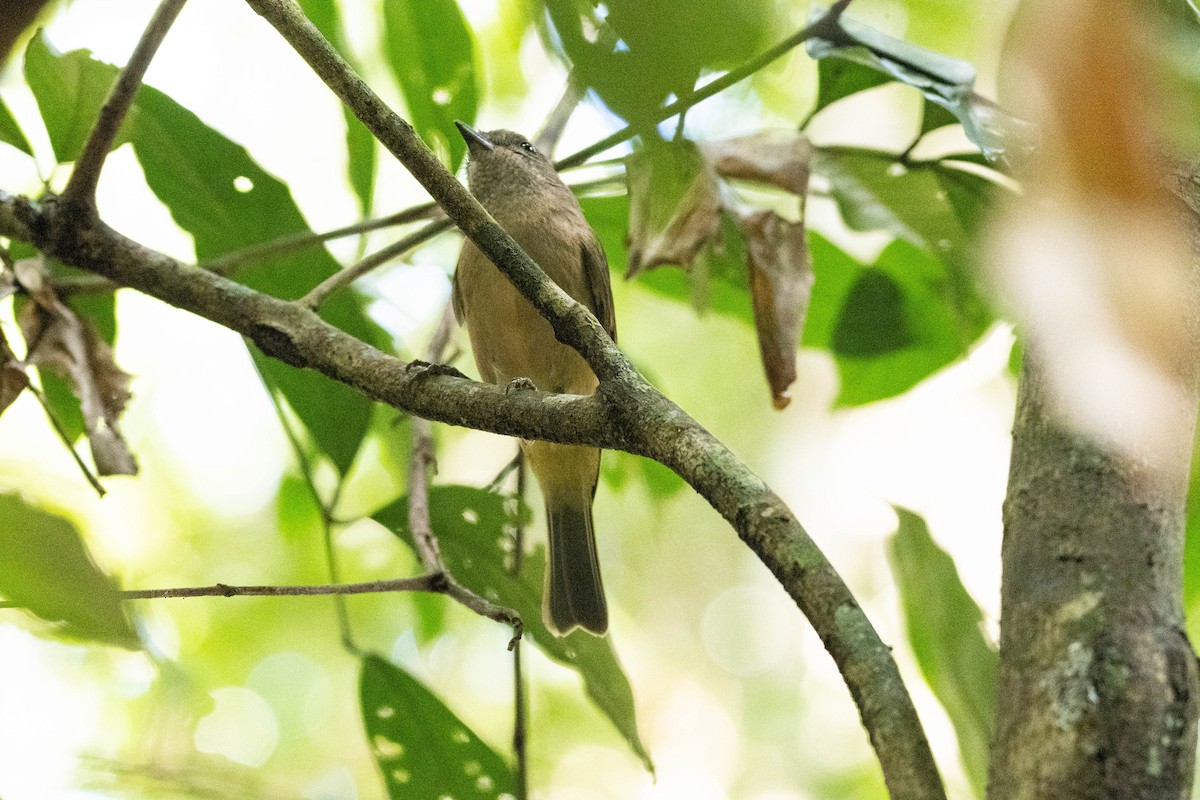 Golden Whistler - ML639499743