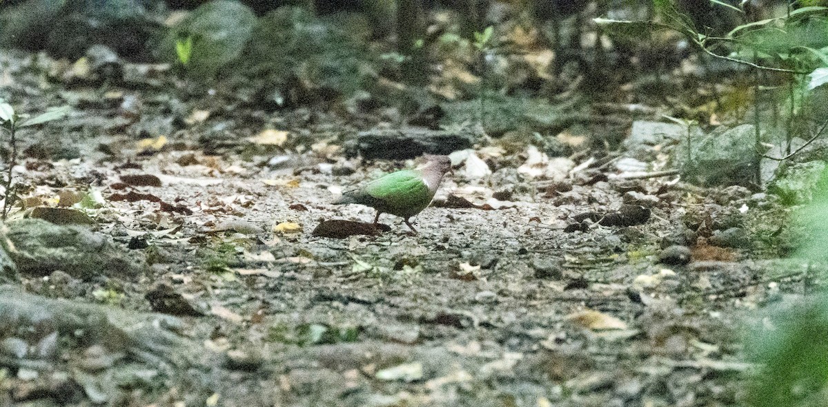 Pacific Emerald Dove - ML639499762