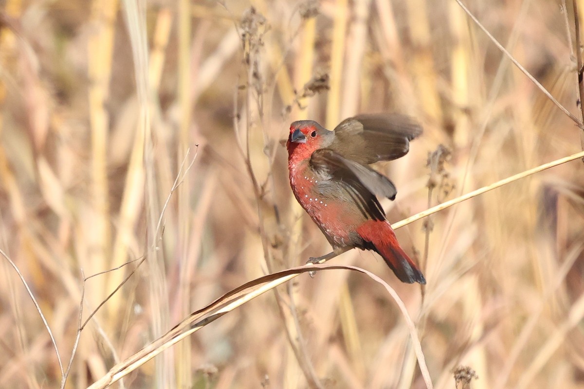 African Firefinch - ML639499763