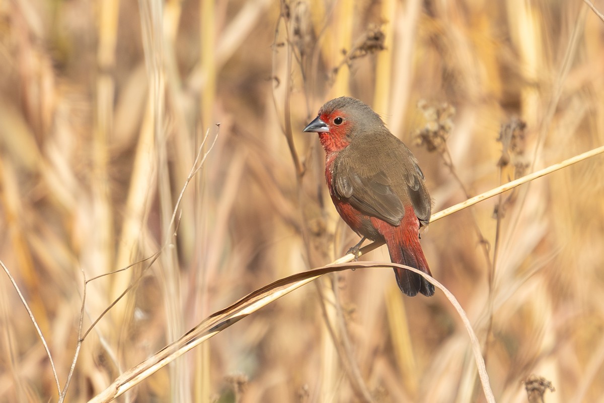 African Firefinch - ML639499779