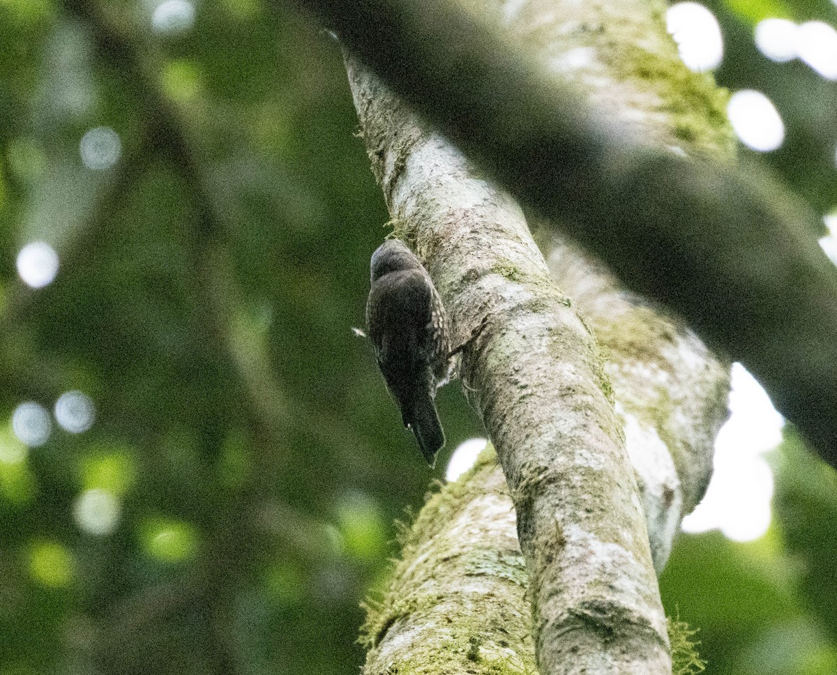 White-throated Treecreeper - ML639499797