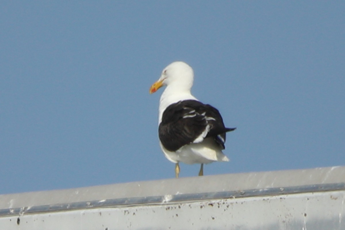 Kelp Gull - ML639499798