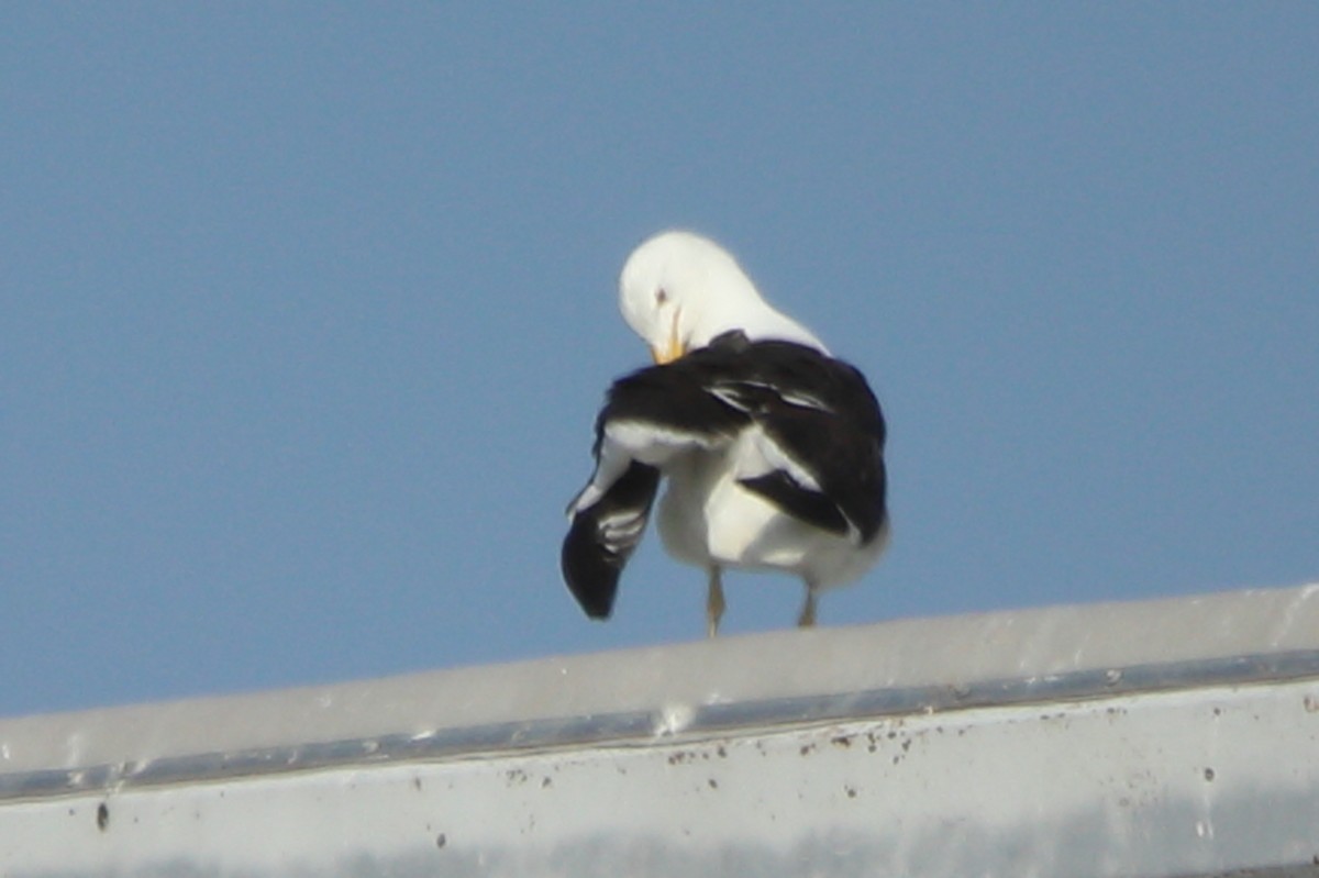 Kelp Gull - ML639499799