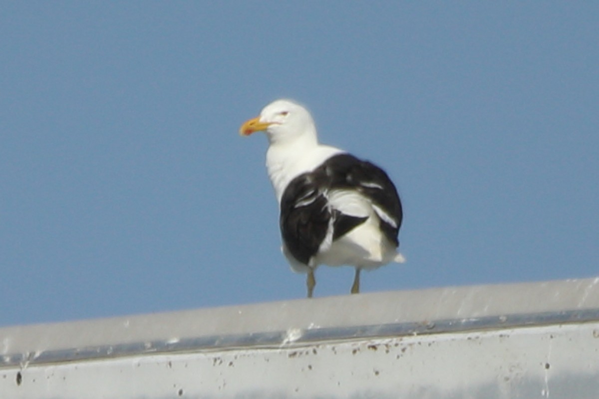Kelp Gull - ML639499800