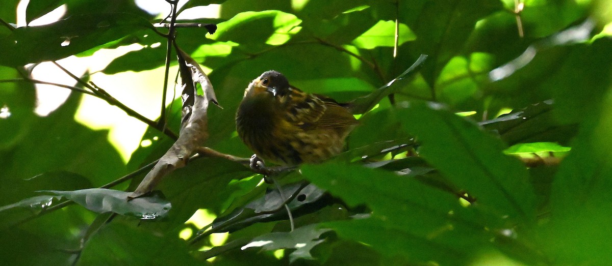 Macleay's Honeyeater - ML639499806