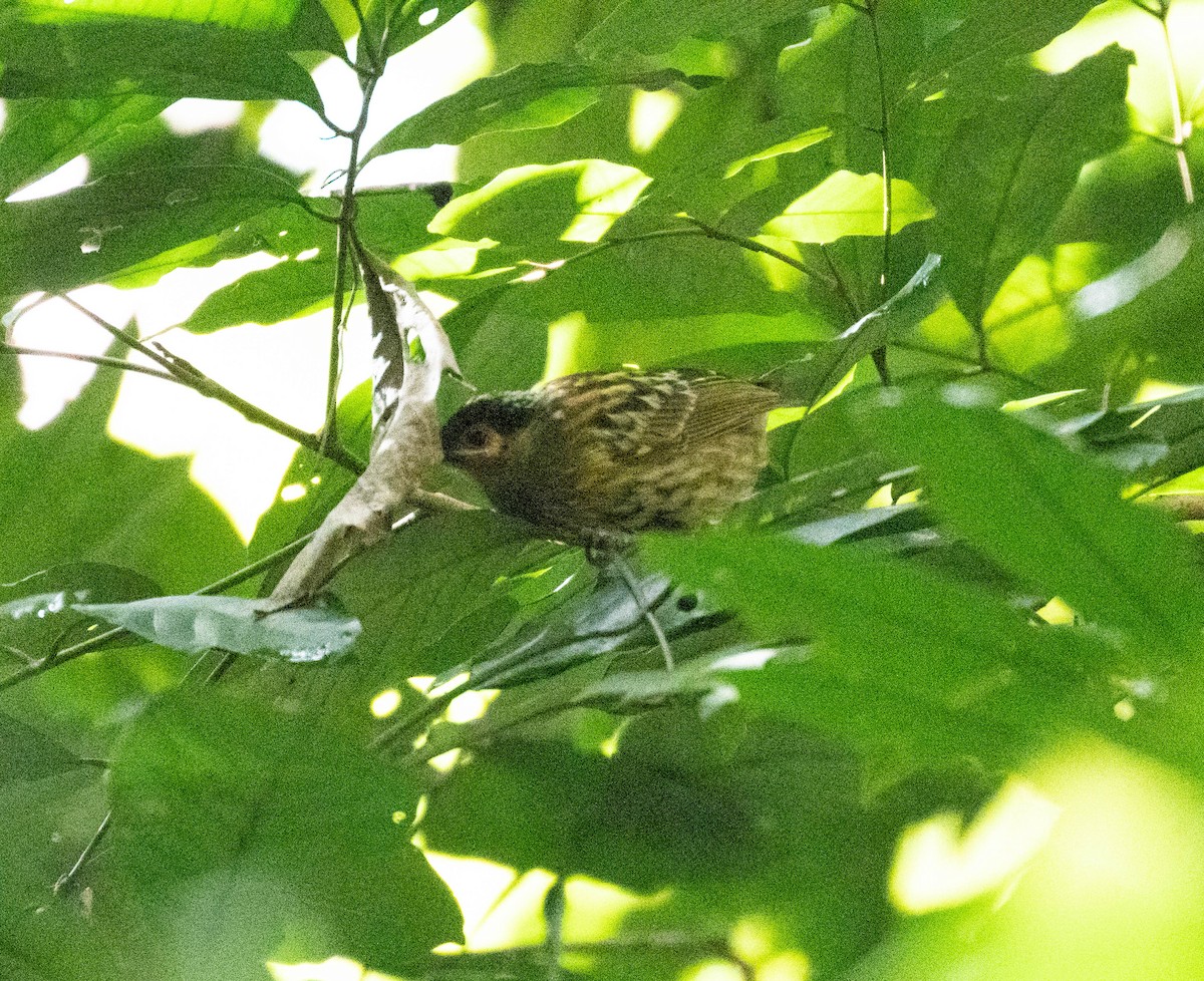 Macleay's Honeyeater - ML639499807