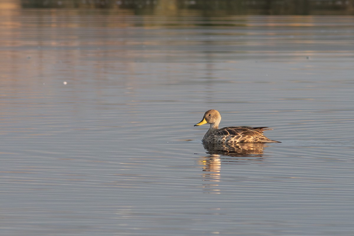 Yellow-billed Pintail - ML639499845