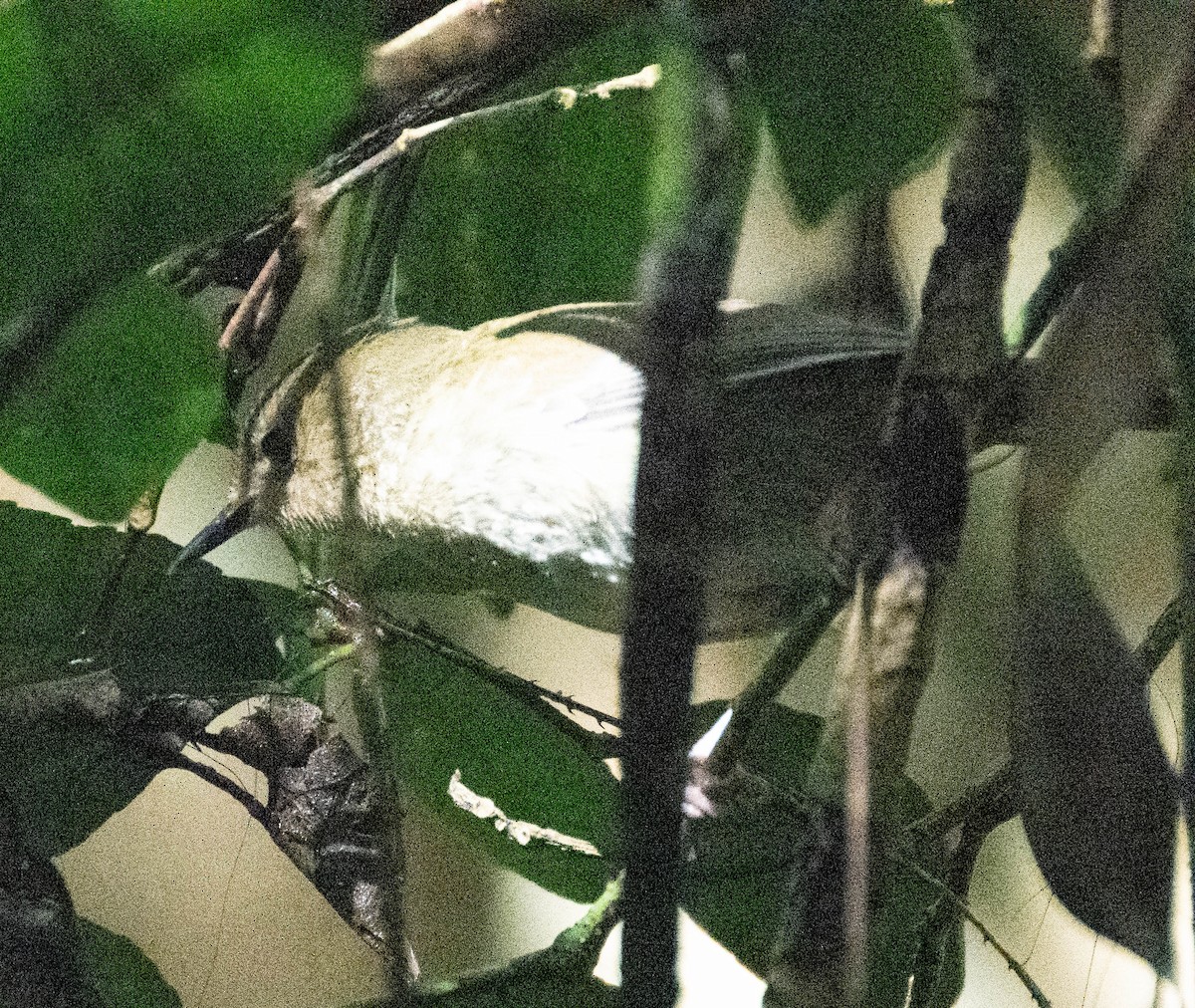 Large-billed Scrubwren - ML639499853