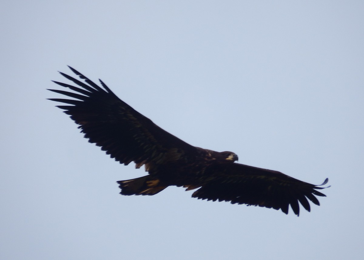 White-tailed Eagle - ML639499892