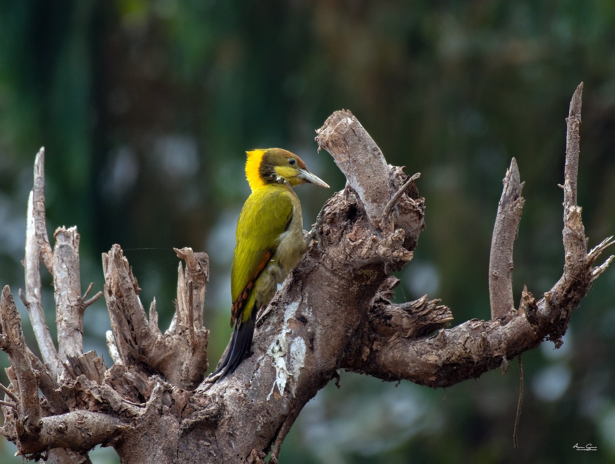 Greater Yellownape - ML639499894